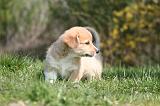 CORGI PEMBROKE 1276